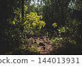 Mediterranean Forest Landscape with Pine Trees and Maquis Vegetation. 144013931
