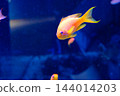 神戶市兵庫區港山水族館的魚類 144014203