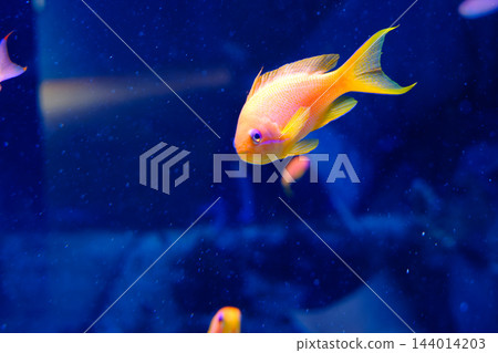 神戶市兵庫區港山水族館的魚類 神戶市兵庫區港山水族館的魚類 144014203