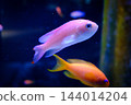 神戶市兵庫區港山水族館的魚類 144014204