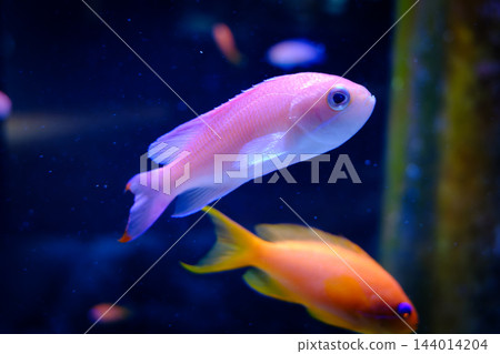 神戶市兵庫區港山水族館的魚類 神戶市兵庫區港山水族館的魚類 144014204