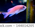 神戶市兵庫區港山水族館的魚類 144014205