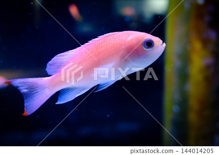 神戶市兵庫區港山水族館的魚類 神戶市兵庫區港山水族館的魚類 144014205