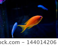 神戶市兵庫區港山水族館的魚類 144014206