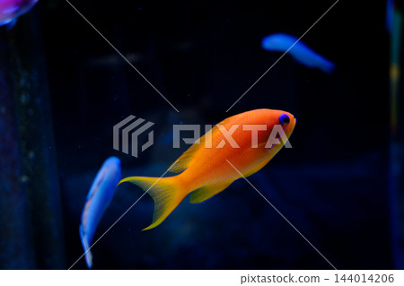 神戶市兵庫區港山水族館的魚類 神戶市兵庫區港山水族館的魚類 144014206
