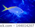 神戶市兵庫區港山水族館的魚類 144014207