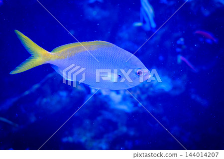 神戶市兵庫區港山水族館的魚類 神戶市兵庫區港山水族館的魚類 144014207