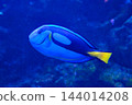 神戶市兵庫區港山水族館的魚類 144014208