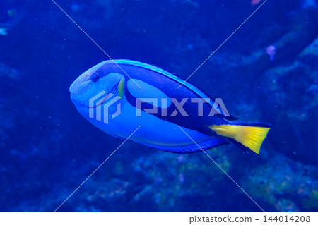 神戶市兵庫區港山水族館的魚類 神戶市兵庫區港山水族館的魚類 144014208