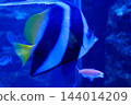 神戶市兵庫區港山水族館的魚類 144014209