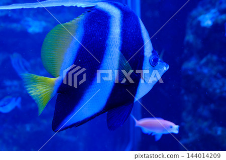 神戶市兵庫區港山水族館的魚類 神戶市兵庫區港山水族館的魚類 144014209