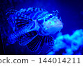 神戶市兵庫區港山水族館的魚類 144014211