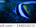 神戶市兵庫區港山水族館的魚類 144014215