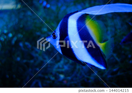神戶市兵庫區港山水族館的魚類 神戶市兵庫區港山水族館的魚類 144014215