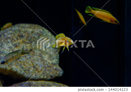 神戶市兵庫區港山水族館的魚類 神戶市兵庫區港山水族館的魚類 144014223