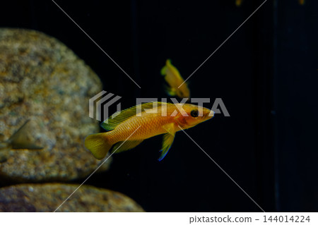 神戶市兵庫區港山水族館的魚類 144014224
