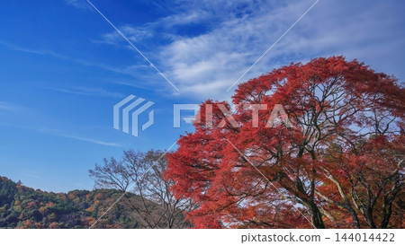 秋葉和藍天背景圖片，非常適合秋季旅遊宣傳活動和永續發展呼籲。 144014422