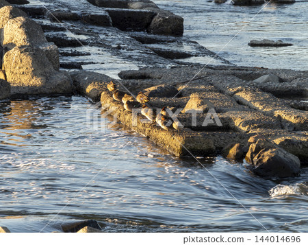 A flock of ducks resting on the weir of the Yamato River 144014696