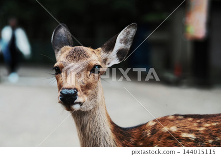 鹿臉特寫 144015115