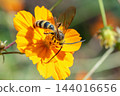 一隻掘土蜂正在從一朵黃色的波斯菊上採集花蜜。 144016656