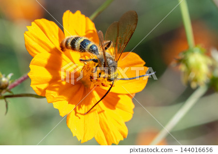 一隻掘土蜂正在從一朵黃色的波斯菊上採集花蜜。 144016656