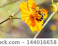 一隻小長角掘土蜂正勤奮地從一朵黃色的波斯菊花中吸取花蜜。 144016658
