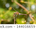 一隻紅色的蜻蜓停在細枝的末端。 144016659