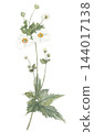 Japanese anemone painted in watercolor, white. 144017138