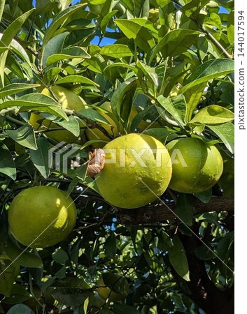 從夏季到秋季,有青橘和蟬蛻。 從夏季到秋季,有青橘和蟬蛻。 144017594