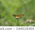 Orange butterfly on yellow flower with blurred green background 144018364