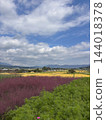 Autumn in Minami Aso: Pink grass and golden rice fields under a blue sky – a picturesque rural landscape. Autumn in Minami Aso: Pink grass and golden rice fields under a blue sky – a picturesque rural landscape. 144018378
