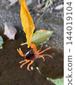 A red crab grasps a yellow fallen leaf – a small creature by the river in autumn. A red crab grasps a yellow fallen leaf – a small creature by the river in autumn. 144019104