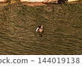 Hidori duck on the Yasuragi embankment of the Shinano River 144019138