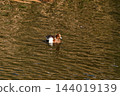 Hidori duck on the Yasuragi embankment of the Shinano River 144019139