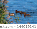 Hidori duck on the Yasuragi embankment of the Shinano River 144019141