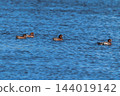 Hidori duck on the Yasuragi embankment of the Shinano River 144019142