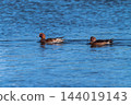 Hidori duck on the Yasuragi embankment of the Shinano River 144019143