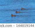 Hidori duck on the Yasuragi embankment of the Shinano River 144019144