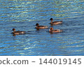 Hidori duck on the Yasuragi embankment of the Shinano River 144019145