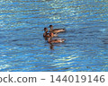 Hidori duck on the Yasuragi embankment of the Shinano River 144019146