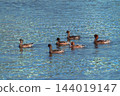 Hidori duck on the Yasuragi embankment of the Shinano River 144019147