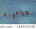 Hidori duck on the Yasuragi embankment of the Shinano River 144019148
