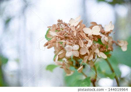 乾花 144019964