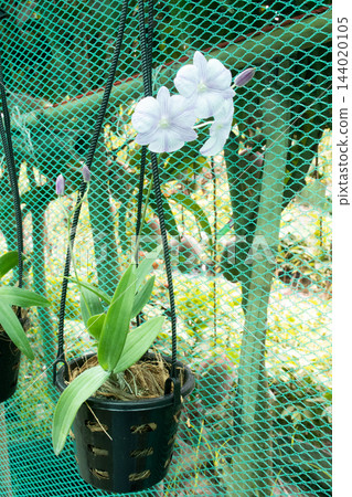 Dendrobium orchid on hanging pot Dendrobium orchid on hanging pot 144020105