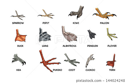 bird feet, avian morphology, ornithology, foot anatomy, evolutionary adaptation, zoology illustration, biological chart, podotheca, anisodactyl, zygodactyl, webbed feet, raptorial claws, lobate bird feet, avian morphology, ornithology, foot anatomy, evolutionary adaptation, zoology illustration, biological chart, podotheca, anisodactyl, zygodactyl, webbed feet, raptorial claws, lobate 144024248