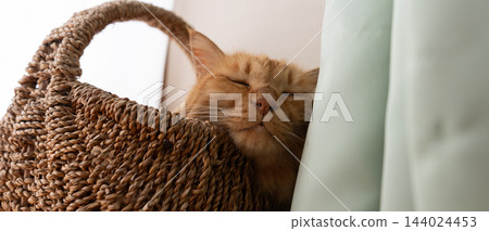 睡在窗邊的貓茶虎斑貓 睡在窗邊的貓茶虎斑貓 144024453