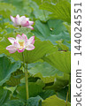 Pale pink lotus flowers bloom in Shinobazu Pond in August, their receptacles and stamens visible against a backdrop of green lotus leaves. 144024551