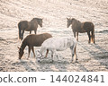 Herd of horses grazing at frosty winter field on a cold winter day 144024841