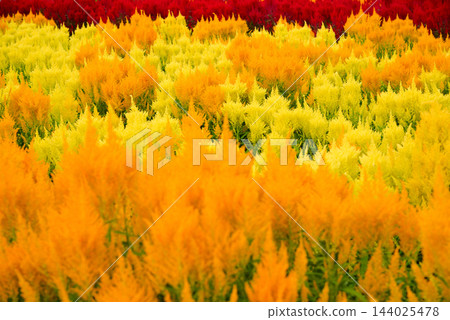 火雞冠 144025478