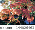 japanese maple tree in autumn season 144026463